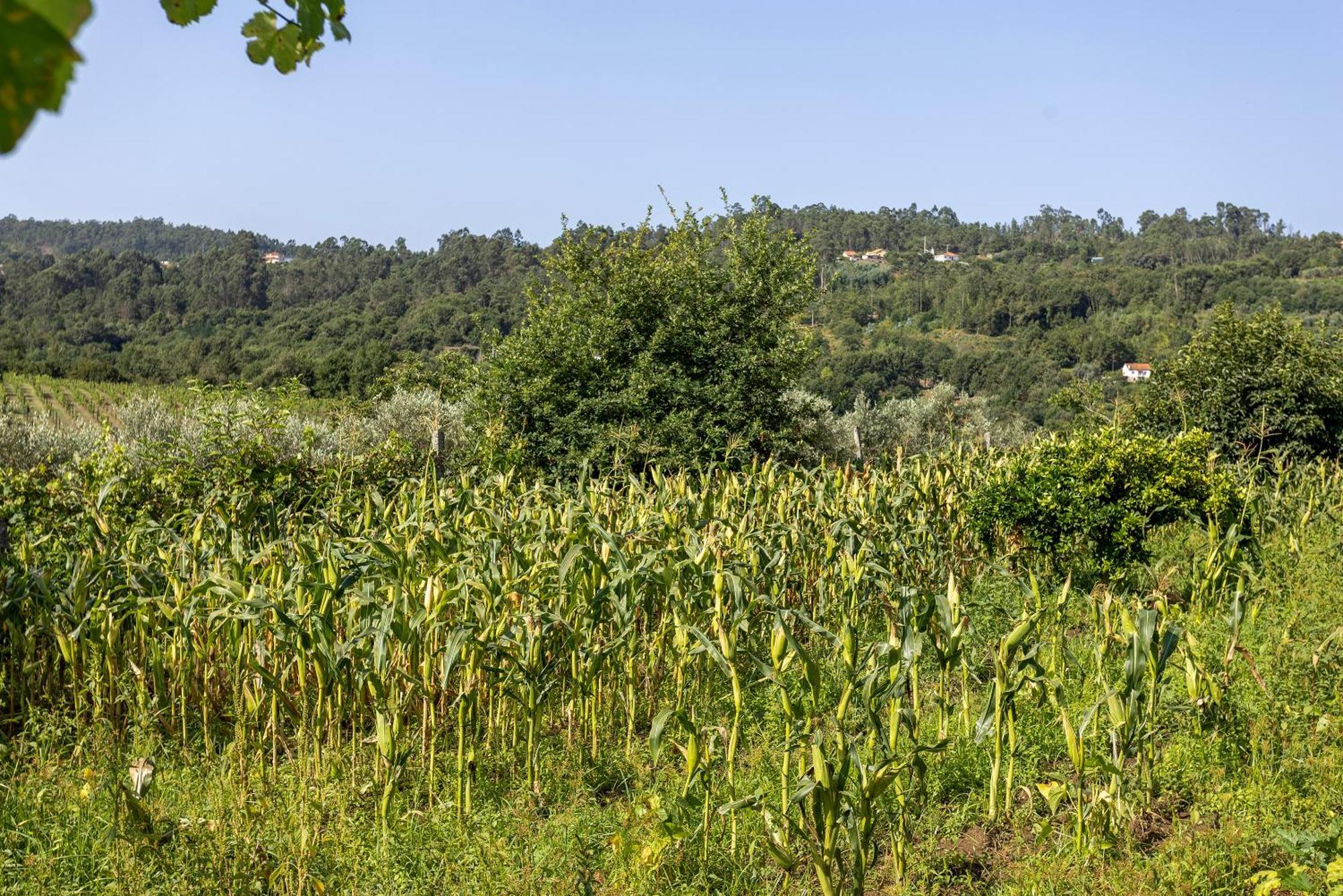 Quinta Da Comenda São Pedro do Sul Esterno foto