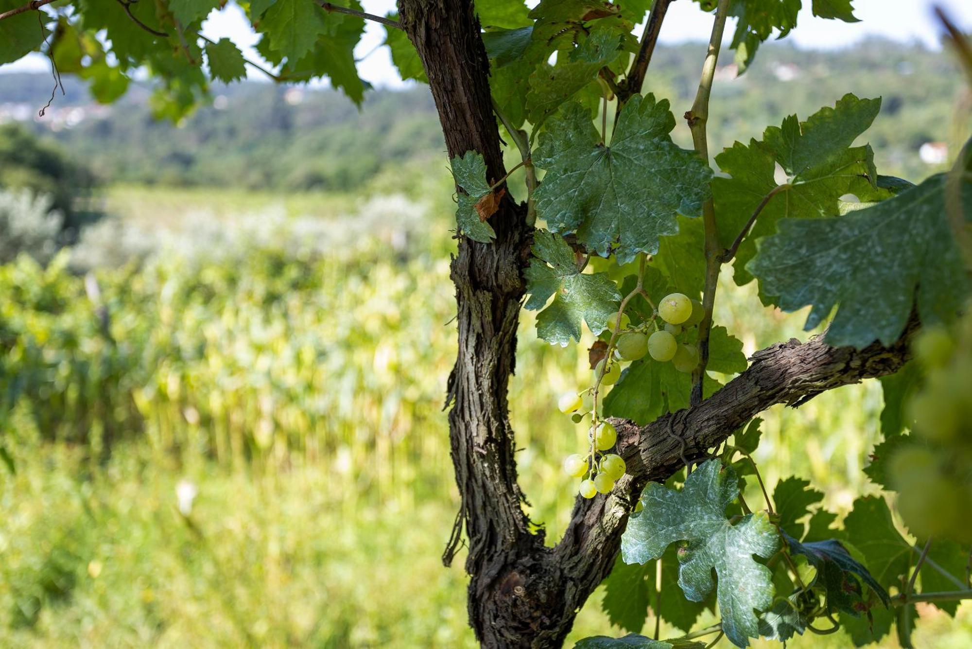 Quinta Da Comenda São Pedro do Sul Esterno foto